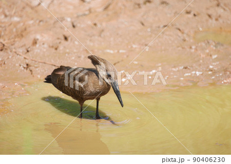 Hamerkop Hamerkop 90406230