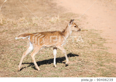 Chital 90406239
