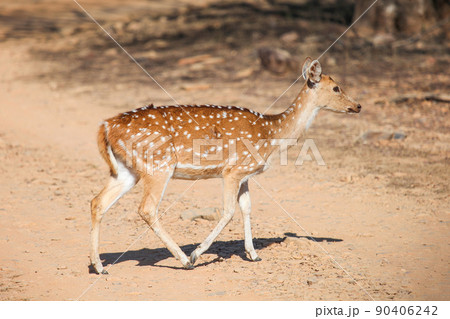 Chital 90406242