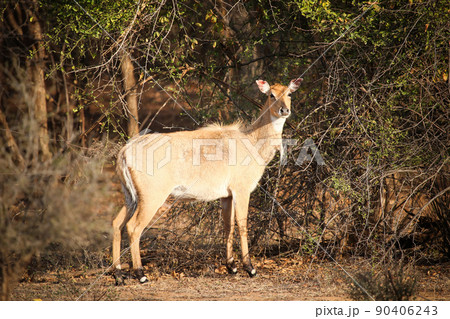 Sambar deer 90406243
