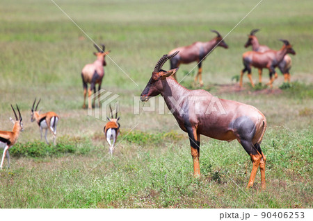 Antelopes topi and Thomson's gazelles 90406253