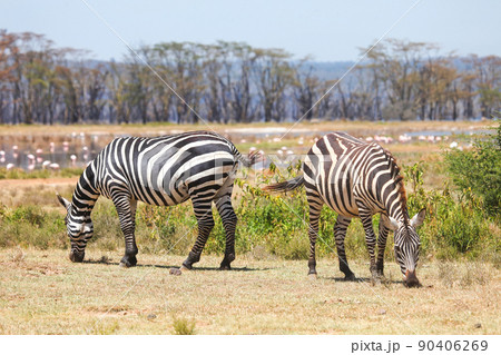 Plains zebras Plains zebras 90406269