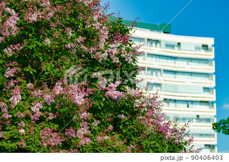 Beautiful lilac purple flowers blooming in the city 90406403
