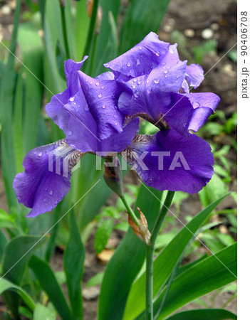 Flower blue bearded Iris (Latin Iris) after the rain 90406708