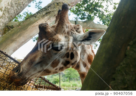 Beautiful giraff eating in the park at summer 90407056