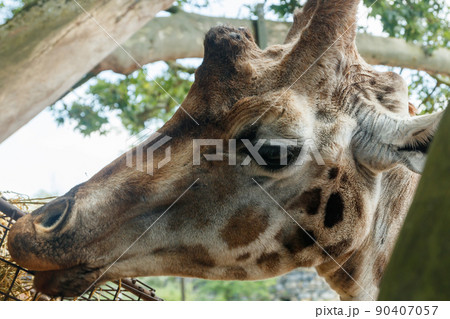 Beautiful giraff eating in the park at summer Beautiful giraff eating in the park at summer 90407057