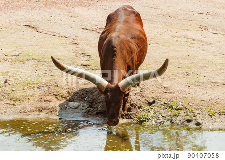 A big horned Watusi cow drinking in a pond A big horned Watusi cow drinking in a pond 90407058