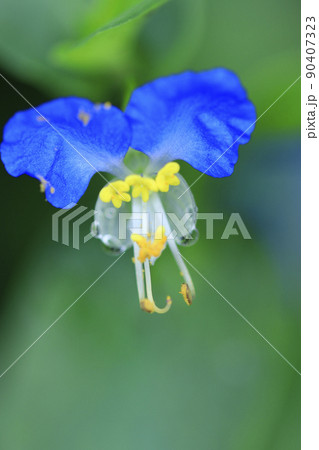 夏の野草　露草の花 90407323