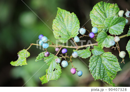 秋の森景色 野葡萄の実 秋の森景色 野葡萄の実 90407328