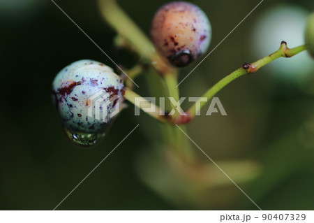 秋の森景色　雨粒をつけた野葡萄の実 90407329