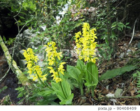 自生するキエビネ 自生するキエビネ 90408409