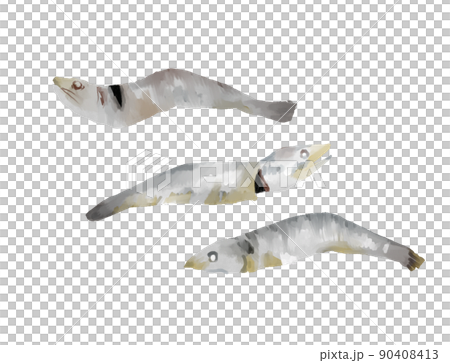 Illustration of dried sardines in a watercolor style 90408413