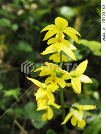 自生するキエビネ 自生するキエビネ 90408438