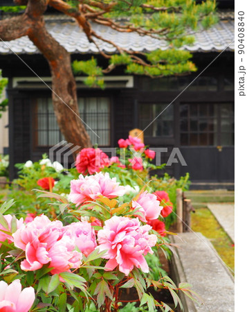 北海道の風景 小樽貴賓館 旧青山別邸の庭に咲く牡丹の花 90408840