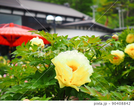 北海道の風景 小樽貴賓館 旧青山別邸の庭に咲く牡丹の花 90408842