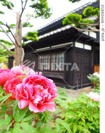 北海道の風景 小樽貴賓館 旧青山別邸の庭に咲く牡丹の花 北海道の風景 小樽貴賓館 旧青山別邸の庭に咲く牡丹の花 90408850