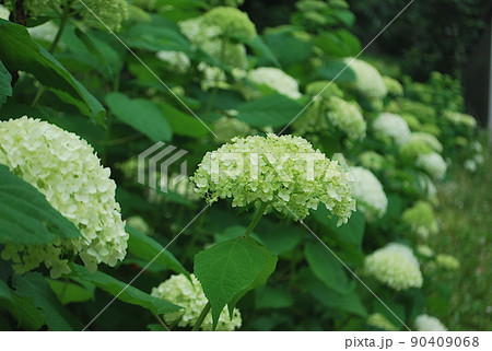 たくさんの緑がかった色をしたアナベルという紫陽花 90409068
