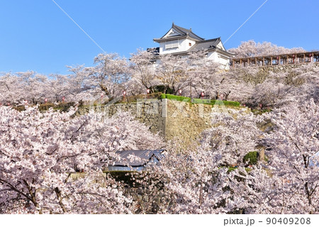 鶴山公園(津山城)の桜 鶴山公園(津山城)の桜 90409208