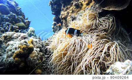 クマノミとアネモネ　渡嘉敷島の水中写真 90409264