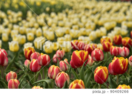 咲き誇るチューリップ 咲き誇るチューリップ 90409266