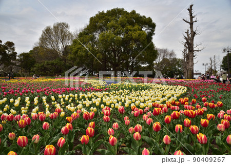色鮮やかなチューリップ 90409267