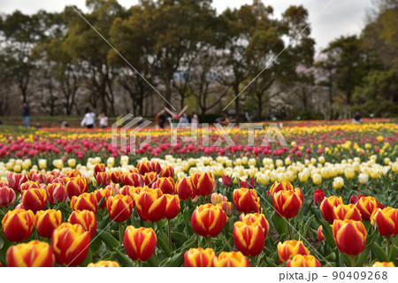 色鮮やかなチューリップ 色鮮やかなチューリップ 90409268