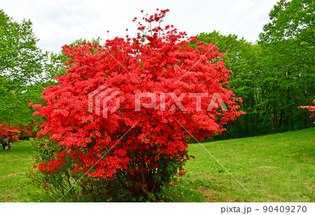 宮城県　気仙沼市　徳仙丈山　つつじの名所　ヤマツツジ 90409270