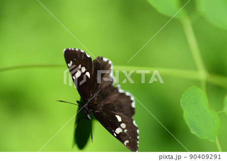 葉にとまっているダイミョウセセリ(埼玉県/5月) 葉にとまっているダイミョウセセリ(埼玉県/5月) 90409291