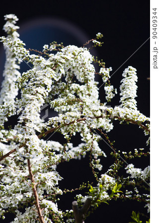 黒いバックのユキヤナギ 90409344