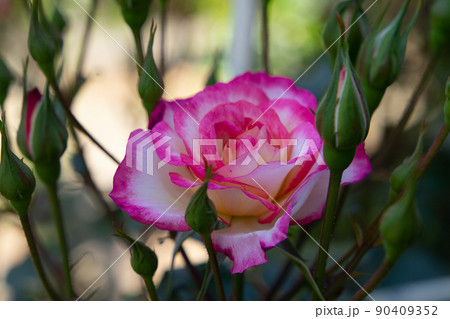 日陰に咲く2色の色した一厘の薔薇 90409352