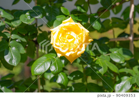 太陽に照らされた黄色一厘の薔薇 90409353