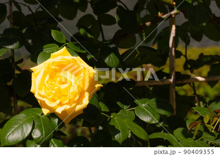 一厘の黄色い薔薇 90409355
