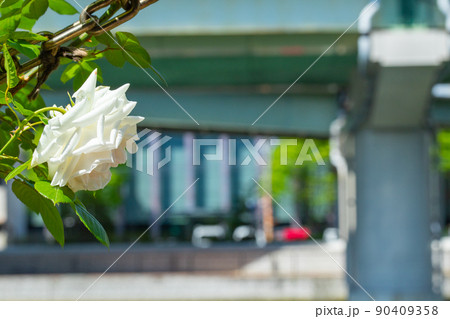 白い一厘の薔薇 白い一厘の薔薇 90409358