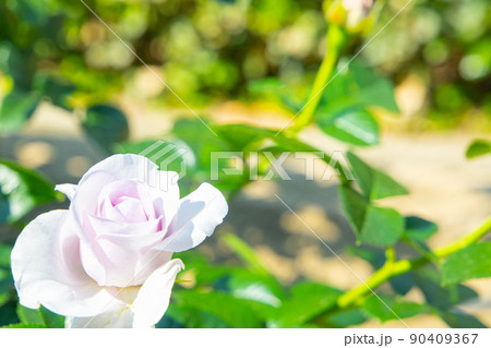 一厘の薔薇 一厘の薔薇 90409367
