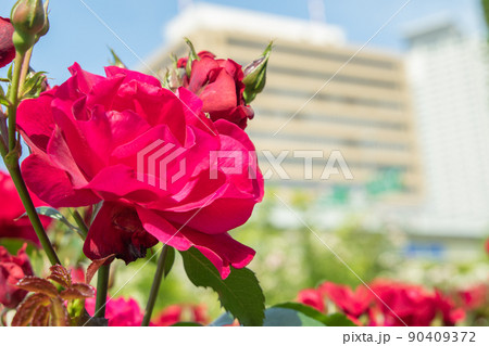 拡大した一厘の赤い薔薇 90409372
