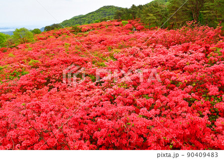 宮城県　気仙沼市　徳仙丈山　つつじの名所　ヤマツツジ 90409483