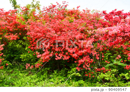 宮城県　気仙沼市　徳仙丈山　つつじの名所　ヤマツツジ 90409547