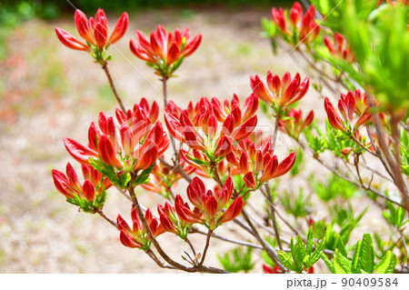 宮城県　気仙沼市　徳仙丈山　つつじの名所　ヤマツツジ 90409584