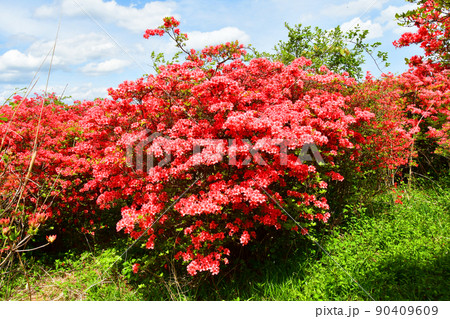 宮城県　気仙沼市　徳仙丈山　つつじの名所　ヤマツツジ 90409609