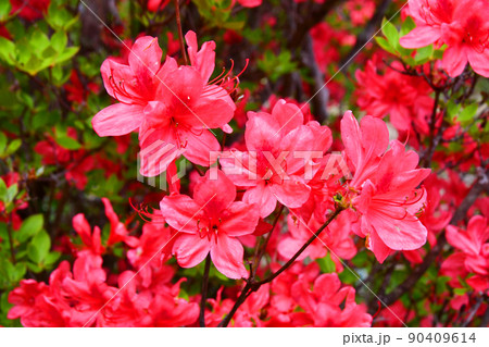 宮城県　気仙沼市　徳仙丈山　つつじの名所　ヤマツツジ 90409614