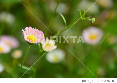 山田池公園 90409616