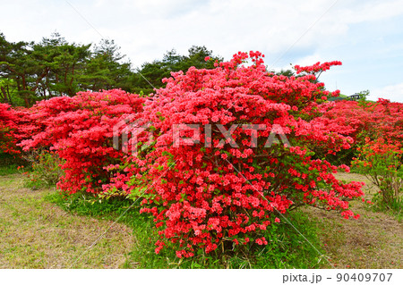 宮城県 気仙沼市 徳仙丈山 つつじの名所 ヤマツツジ 宮城県 気仙沼市 徳仙丈山 つつじの名所 ヤマツツジ 90409707