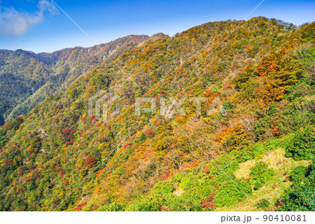 紅葉の山稜 丹沢 紅葉の山稜 丹沢 90410081
