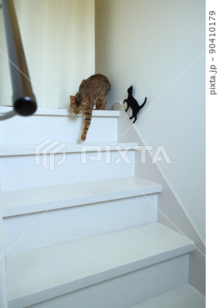 ヒョウ柄がとても綺麗なまだあどけない顔のベンガル 90410179