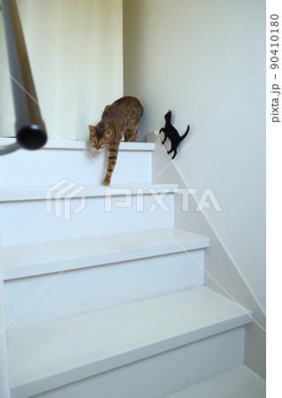 ヒョウ柄がとても綺麗なまだあどけない顔のベンガル 90410180