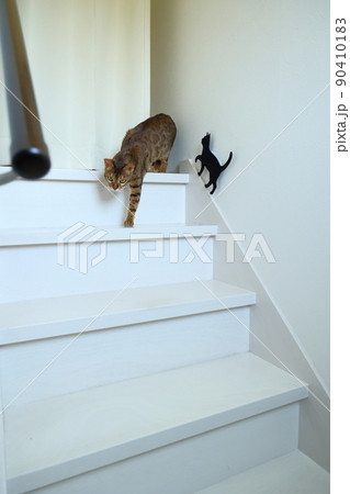 ヒョウ柄がとても綺麗なまだあどけない顔のベンガル 90410183