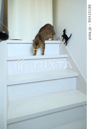 ヒョウ柄がとても綺麗なまだあどけない顔のベンガル 90410186