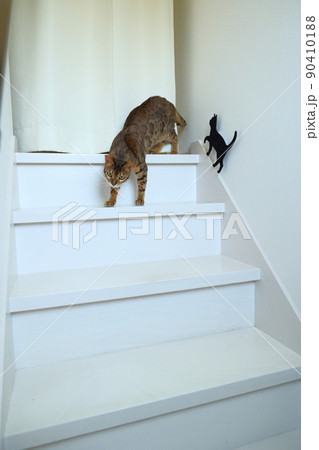 ヒョウ柄がとても綺麗なまだあどけない顔のベンガル 90410188