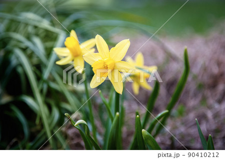 Yellow daffodils blooming in spring garden Yellow daffodils blooming in spring garden 90410212