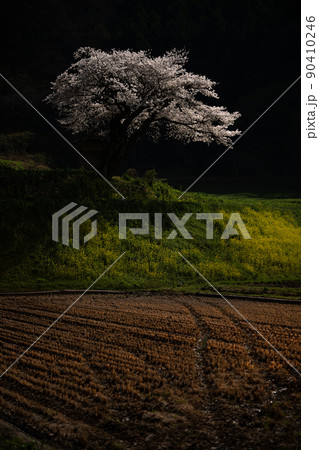 月光に照らされる小沢の桜　春の風景 90410246